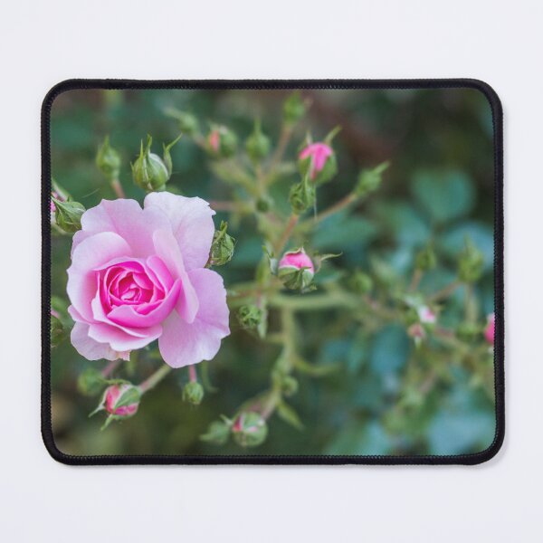 Item preview, Pink rose designed and sold by XaviFotografia.