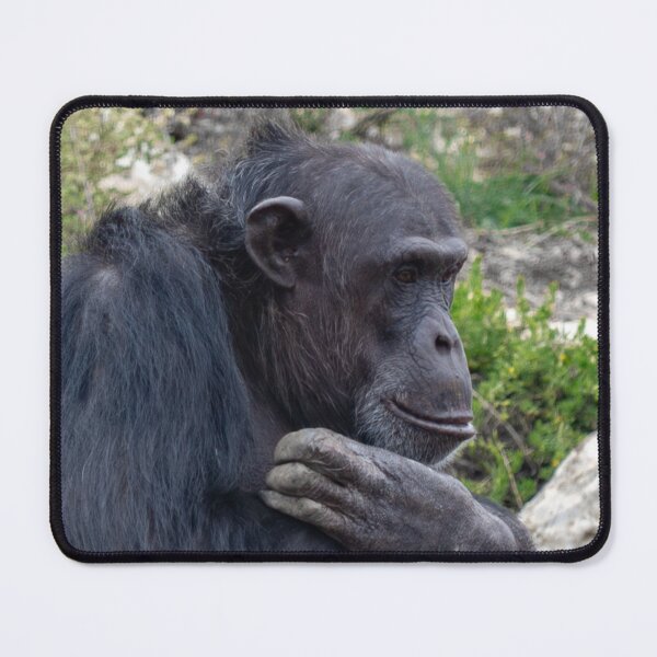 Item preview, Contemplative  designed and sold by Stephen Jolly Photos.
