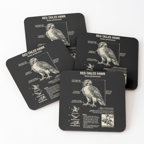 Item preview, Red tailed Hawk Scientific Anatomy Ornithology Animal Lover designed and sold by Kimberley King Art  King Art.