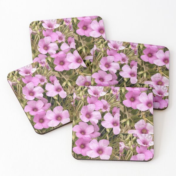 Item preview, Vibrant Pink Oxalis Blossoms Isolated on White designed and sold by BalkanBloom.