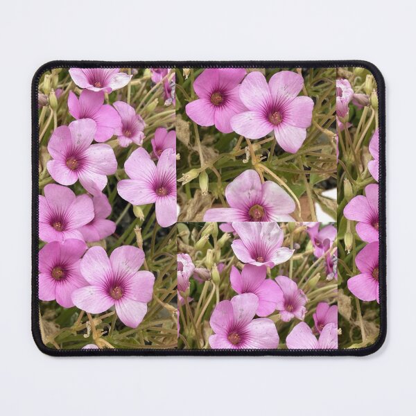 Item preview, Vibrant Pink Oxalis Blossoms Isolated on White designed and sold by BalkanBloom.