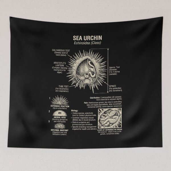 Item preview, Sea Urchin Scientific Anatomy Biology Animal Lover designed and sold by Kimberley King Art  King Art.