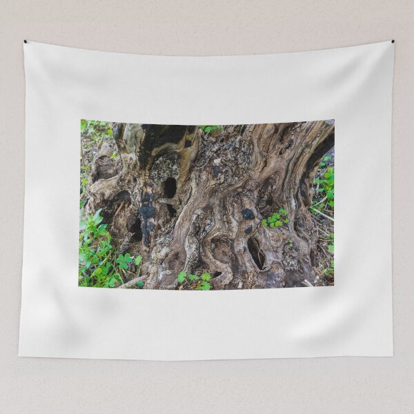 Item preview, Gnarled Tree Stump With Twisted Roots and Weathered Bark Texture in Forest Floor designed and sold by Nmallia.