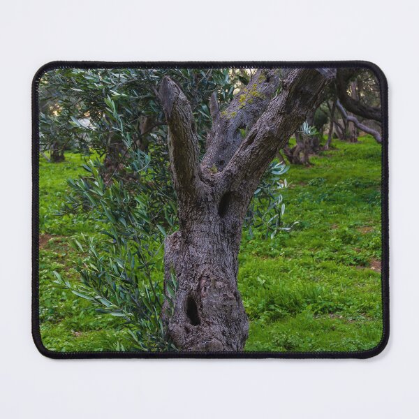 Item preview, Gnarled Old Olive Tree Trunk in Lush Green Mediterranean Olive Grove at Dusk designed and sold by Nmallia.