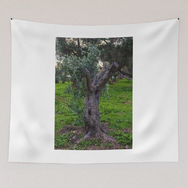 Item preview, Gnarled Old Olive Tree Trunk in Lush Green Mediterranean Olive Grove at Dusk designed and sold by Nmallia.