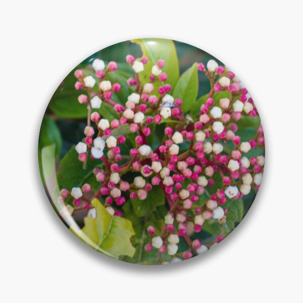 Item preview, Close-Up Of Pink And White Flower Buds Clustered Among Green Leaves In A Garden designed and sold by Nmallia.