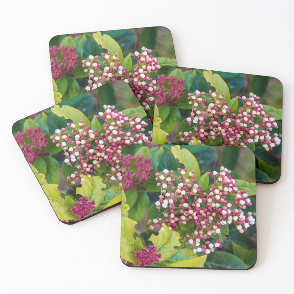 Item preview, Close-Up Of Pink And White Flower Buds Clustered Among Green Leaves In A Garden designed and sold by Nmallia.