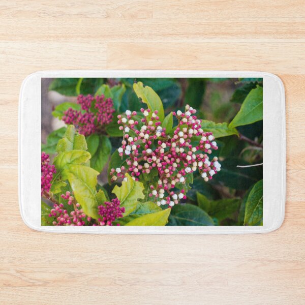 Item preview, Close-Up Of Pink And White Flower Buds Clustered Among Green Leaves In A Garden designed and sold by Nmallia.