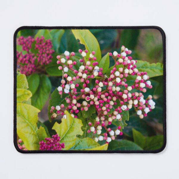 Item preview, Close-Up Of Pink And White Flower Buds Clustered Among Green Leaves In A Garden designed and sold by Nmallia.