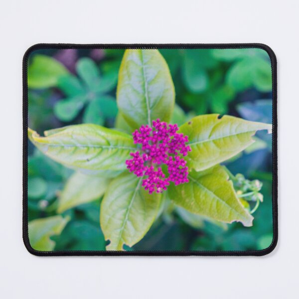 Item preview, Close-Up Pink Cluster Flower With Green Leaves Over Soft Blurred Garden Background designed and sold by Nmallia.