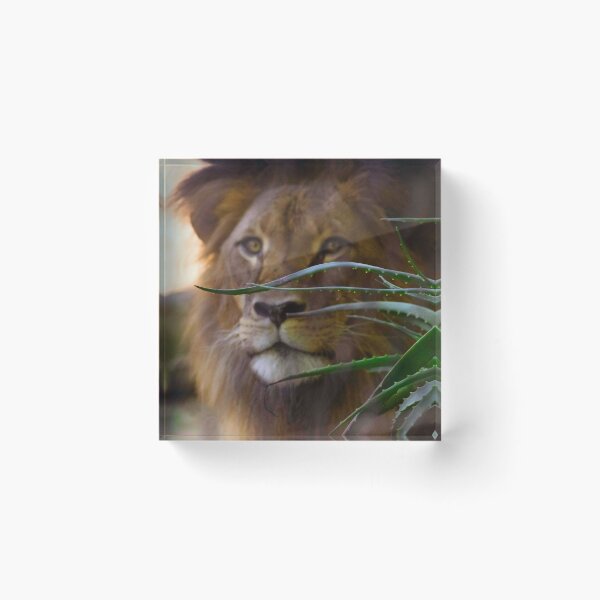 Item preview, I See You designed and sold by Stephen Jolly Photography.