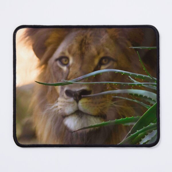 Item preview, I See You designed and sold by Stephen Jolly Photography.