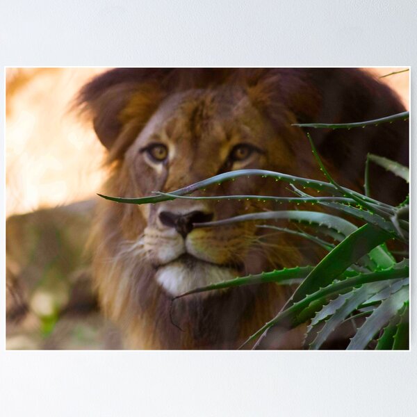 Item preview, I See You designed and sold by Stephen Jolly Photography.