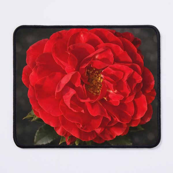 Item preview, Velvet Scarlet Rose designed and sold by Violafleurviolett.