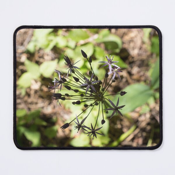 Item preview, Star of Persia Allium Flower Emerging from the Shadows designed and sold by Georgia Mizuleva.