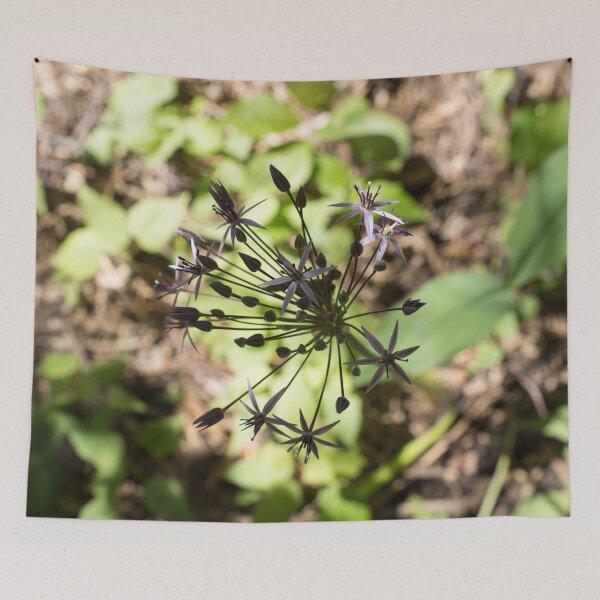 Item preview, Star of Persia Allium Flower Emerging from the Shadows designed and sold by Georgia Mizuleva.