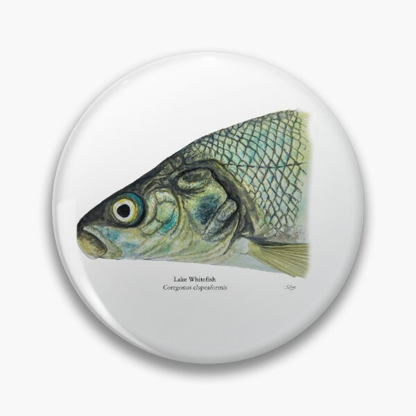 Item preview, Whitefish Painting designed and sold by Stephen Emms.