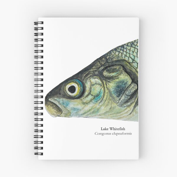 Item preview, Whitefish Painting designed and sold by Stephen Emms.