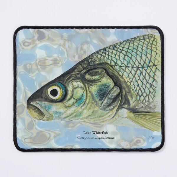 Item preview, Whitefish Painting designed and sold by Stephen Emms.