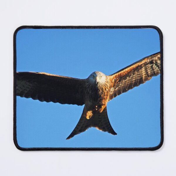 Item preview, Welsh Kite Eye Contact designed and sold by BigCollieG.