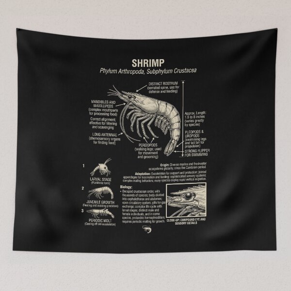 Item preview, Shrimp Scientific Anatomy Biology Animal Lover designed and sold by Kimberley King Art  King Art.