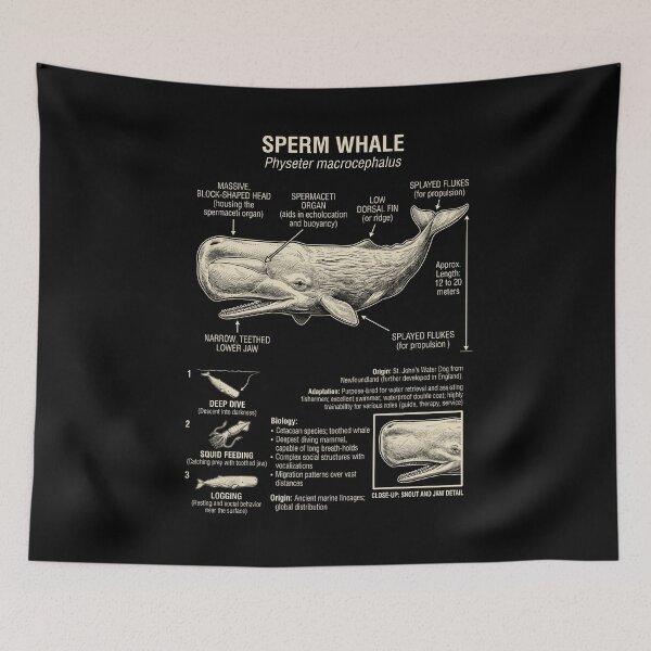 Item preview, Sperm Whale Scientific Anatomy Biology Animal Lover designed and sold by Kimberley King Art  King Art.