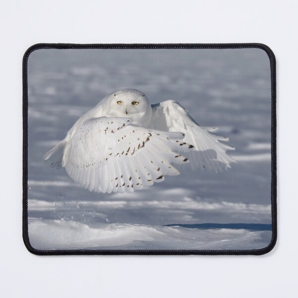 Item preview, Snowy owl in flight designed and sold by James Cumming.
