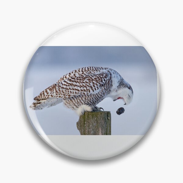 Artikelvorschau, Hau es auf Kumpel - Snowy Owl entworfen und verkauft von James Cumming.