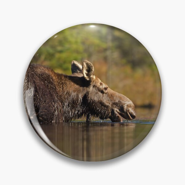 Item preview, Swimming with Moose - Algonquin Park, Canada designed and sold by James Cumming.