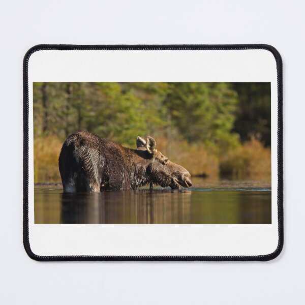 Item preview, Swimming with Moose - Algonquin Park, Canada designed and sold by James Cumming.