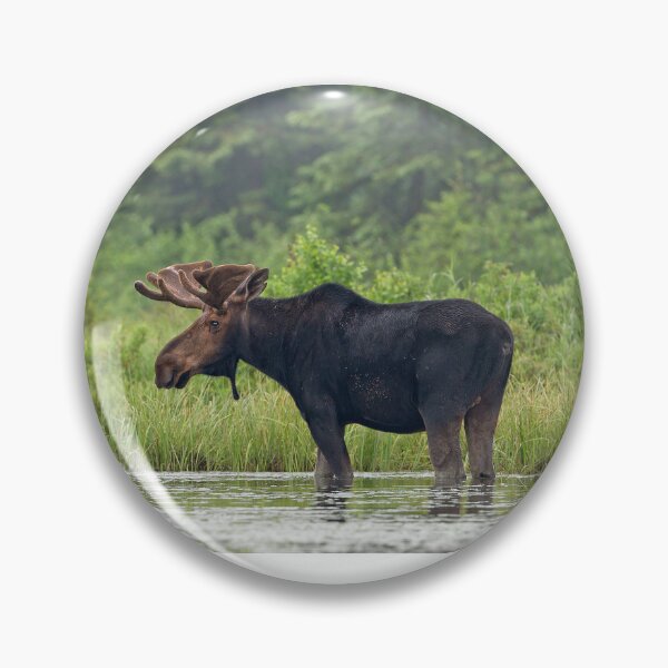 Artikelvorschau, Elchbulle – Algonquin Park, Kanada entworfen und verkauft von James Cumming.