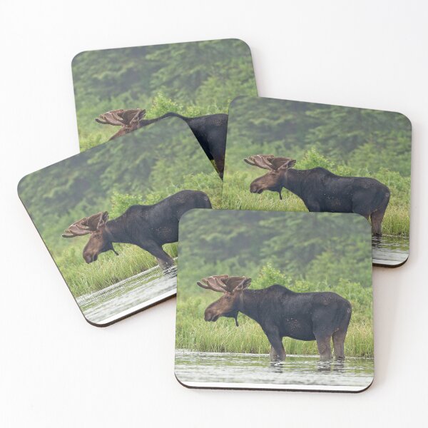 Item preview, Alce macho - Parque Algonquin, Canadá designed and sold by James Cumming.