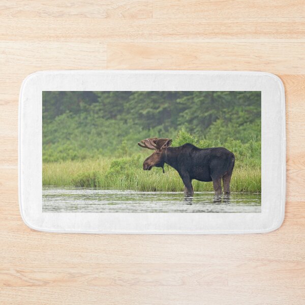 Item preview, Bull Moose - Algonquin Park, Canada designed and sold by James Cumming.