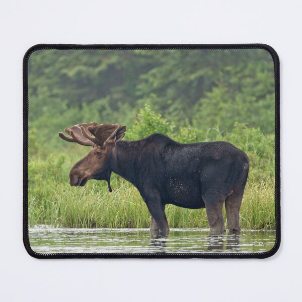 Item preview, Bull Moose - Algonquin Park, Canada designed and sold by James Cumming.