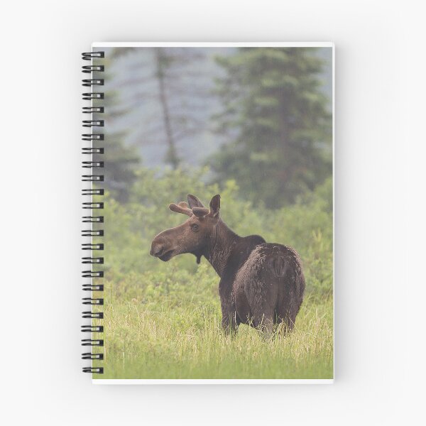 Item preview, Alces bajo la lluvia, Algonquin Park, Canadá designed and sold by James Cumming.