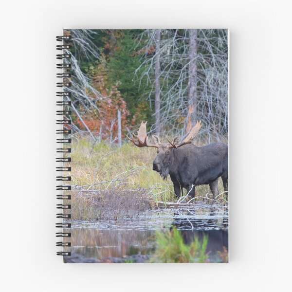 Item preview, Bull Moose, Algonquin Park designed and sold by James Cumming.