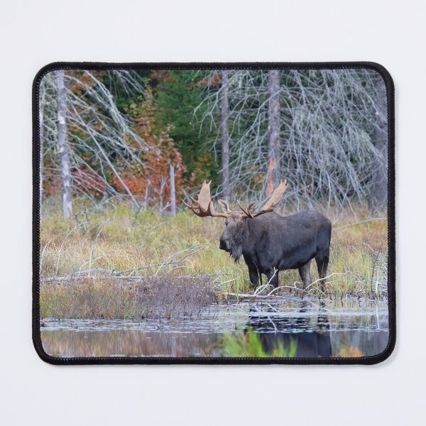 Item preview, Alce macho, Parque Algonquin designed and sold by James Cumming.