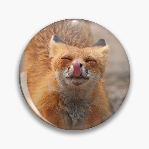 Item preview, Red Fox Stretch - Algonquin Park, Canada designed and sold by James Cumming.
