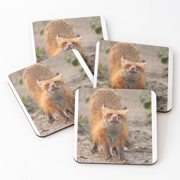 Item preview, Red Fox Stretch - Algonquin Park, Canada designed and sold by James Cumming.