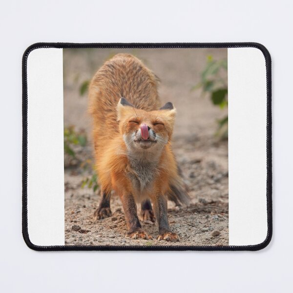 Item preview, Red Fox Stretch - Algonquin Park, Canada designed and sold by James Cumming.