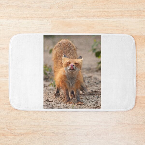 Item preview, Red Fox Stretch - Algonquin Park, Canada designed and sold by James Cumming.