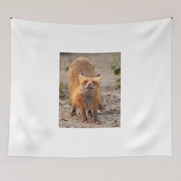 Item preview, Red Fox Stretch - Algonquin Park, Canada designed and sold by James Cumming.