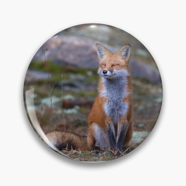 Item preview, Red Fox Zen - Algonquin Park, Canada designed and sold by James Cumming.