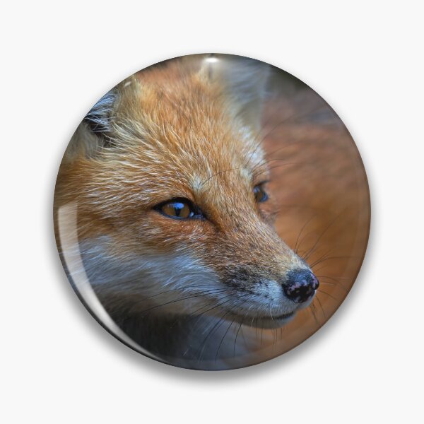 Item preview, Red Fox, Algonquin Park, Canada designed and sold by James Cumming.