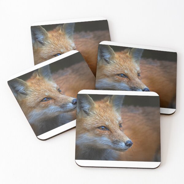 Item preview, Red Fox, Algonquin Park, Canada designed and sold by James Cumming.