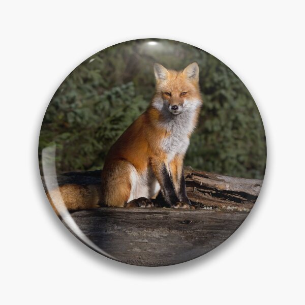 Item preview, Red Fox - Algonquin Park, Canada designed and sold by James Cumming.