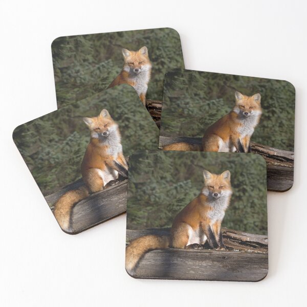 Artikelvorschau, Roter Fuchs - Algonquin Park, Kanada entworfen und verkauft von James Cumming.
