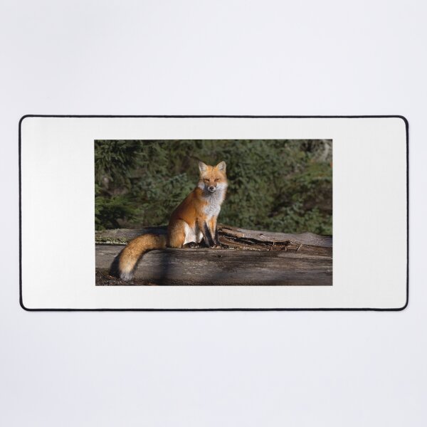 Artikelvorschau, Roter Fuchs - Algonquin Park, Kanada entworfen und verkauft von James Cumming.