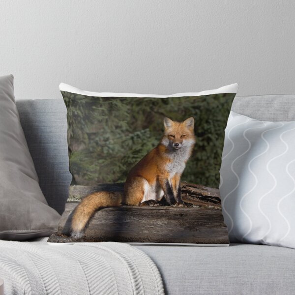 Artikelvorschau, Roter Fuchs - Algonquin Park, Kanada entworfen und verkauft von James Cumming.