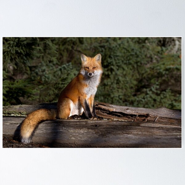 Artikelvorschau, Roter Fuchs - Algonquin Park, Kanada entworfen und verkauft von James Cumming.